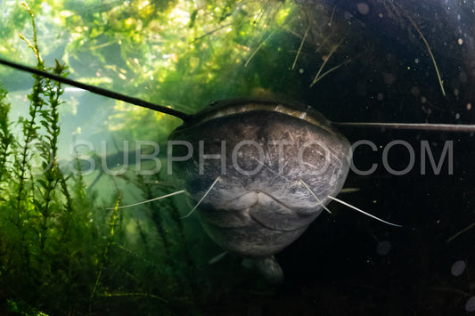 Photo de poisson-chat de Wels