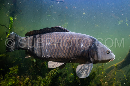Eurasian carp or European carp  widely known as the common carp