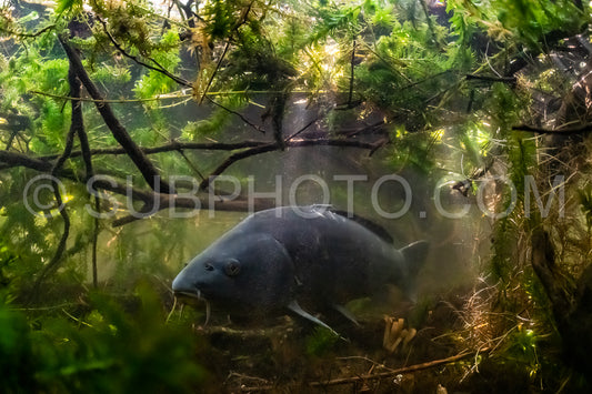 Eurasian carp or European carp  widely known as the common carp