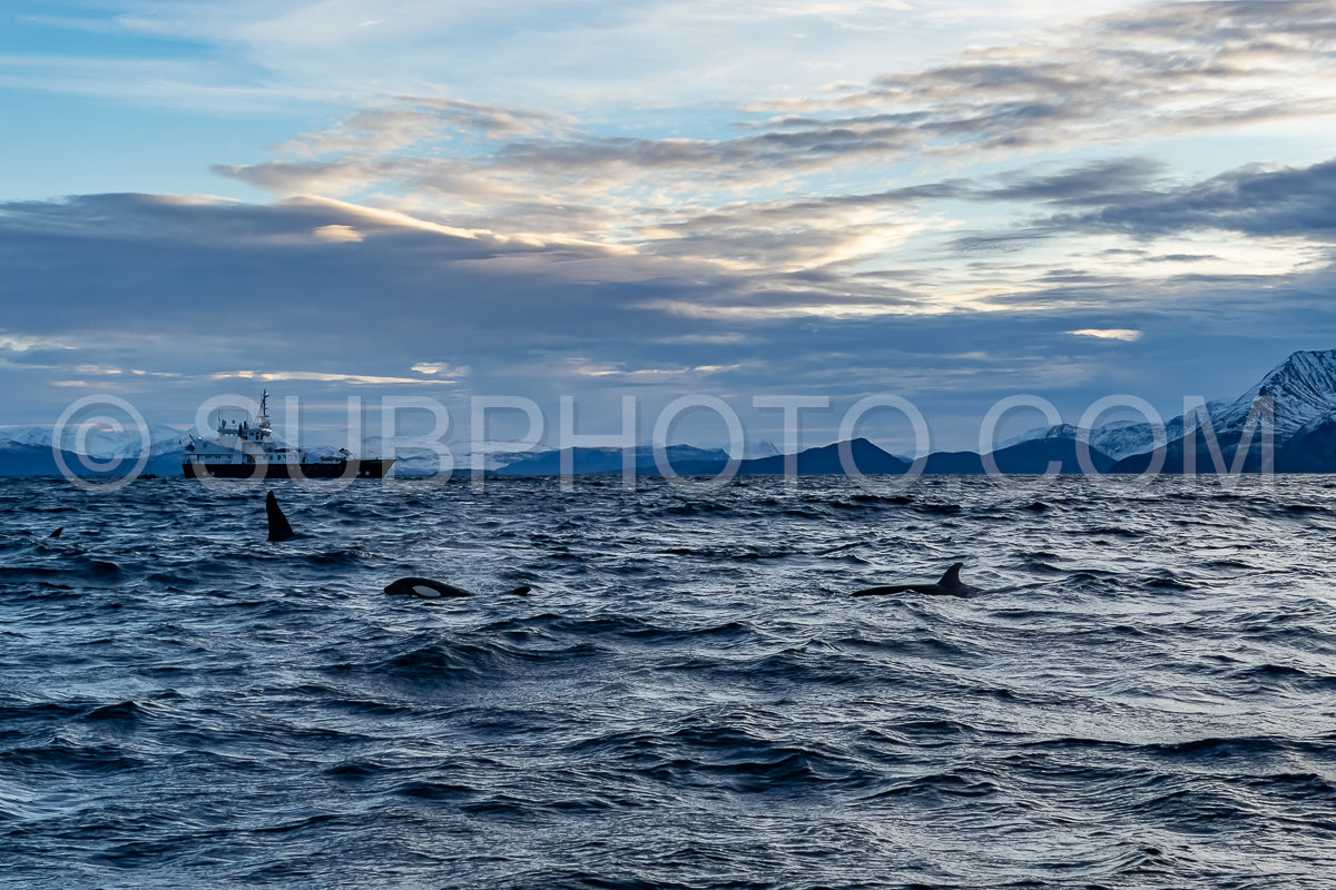 orcas or killer whales in KvÃ¦nangen fjord in Norway hunting for herrings