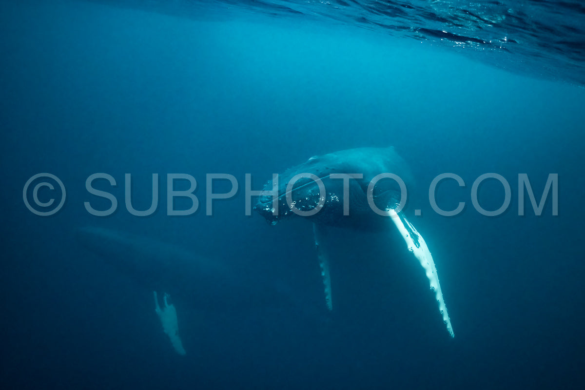 humpback whales in KvÃ¦nangen fjord in Norway hunting for herrings