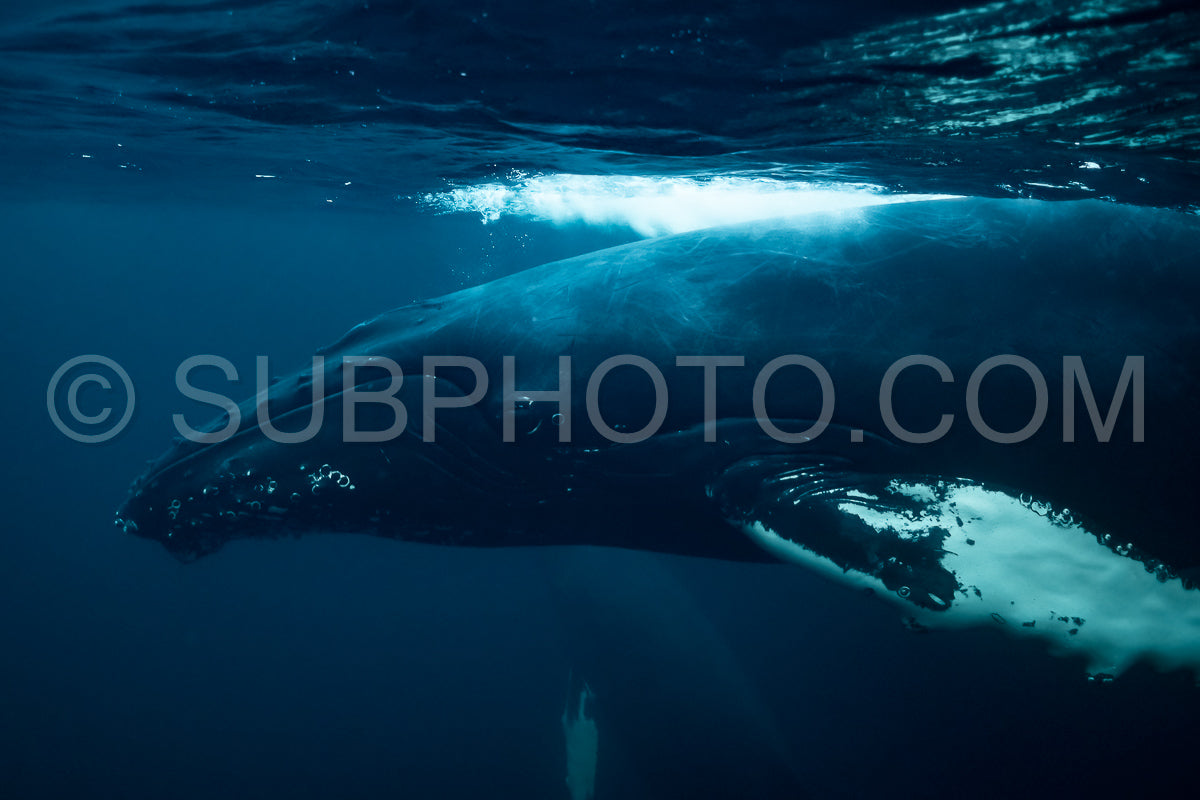 Photo de Baleines à bosse dans le fjord de Kvaenangen en Norvège chassant des harengs