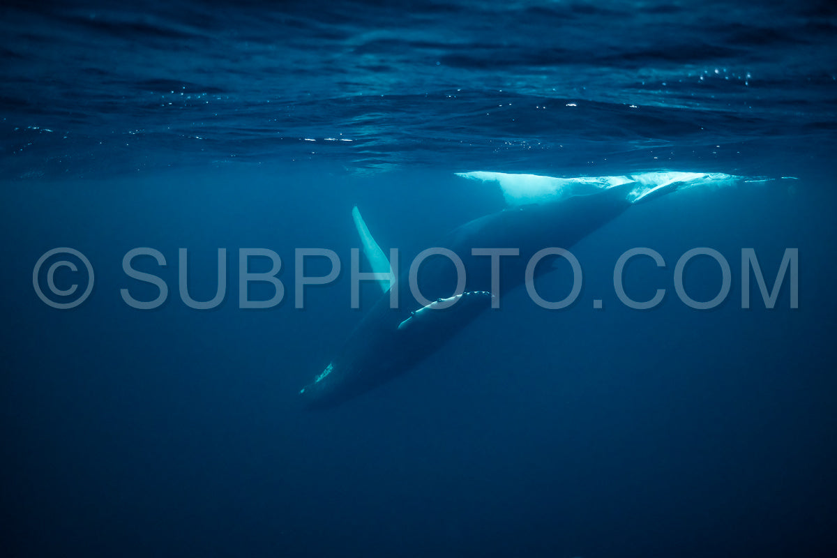 Photo de Baleines à bosse dans le fjord de Kvaenangen en Norvège chassant des harengs