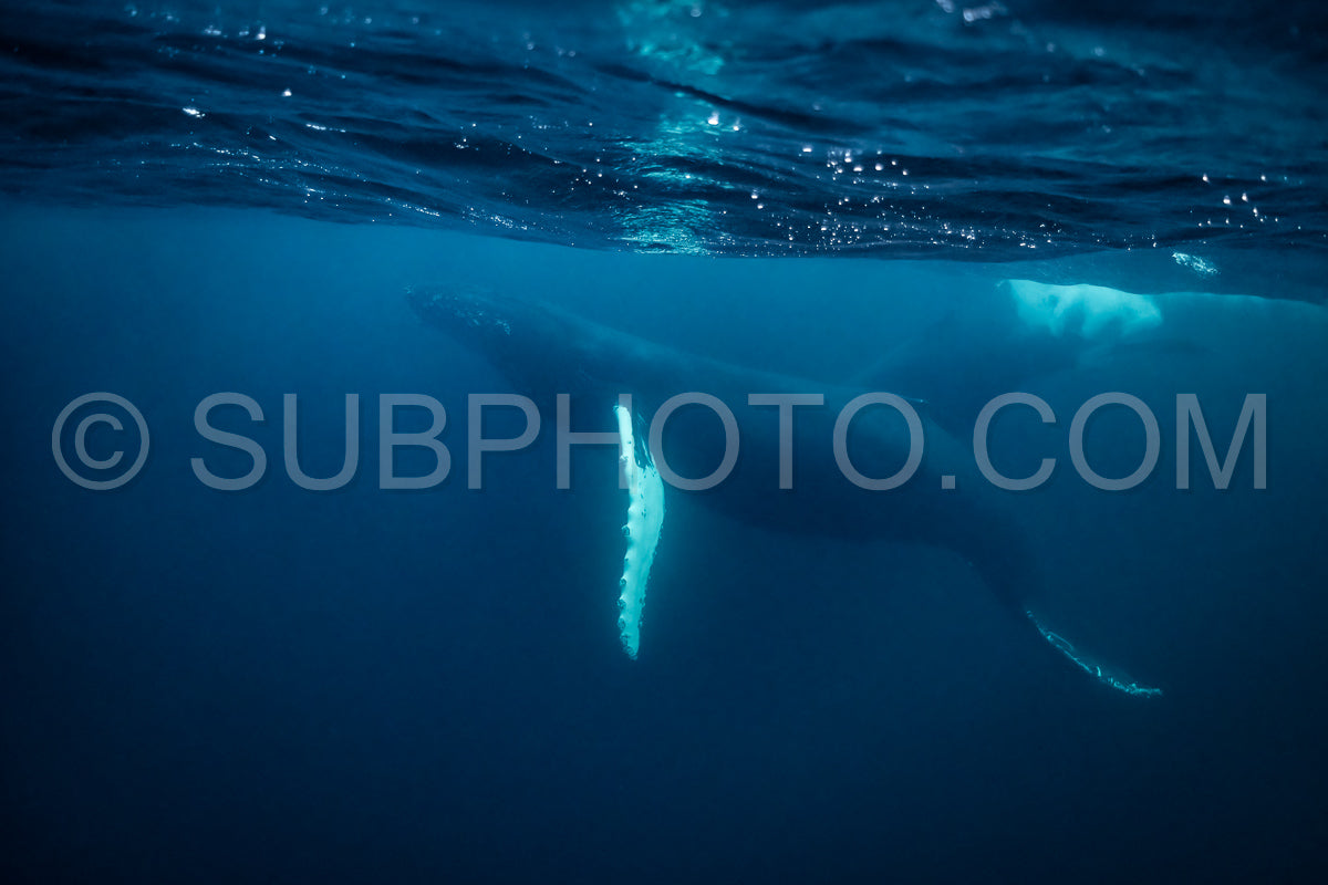 Photo de Baleines à bosse dans le fjord de Kvaenangen en Norvège chassant des harengs