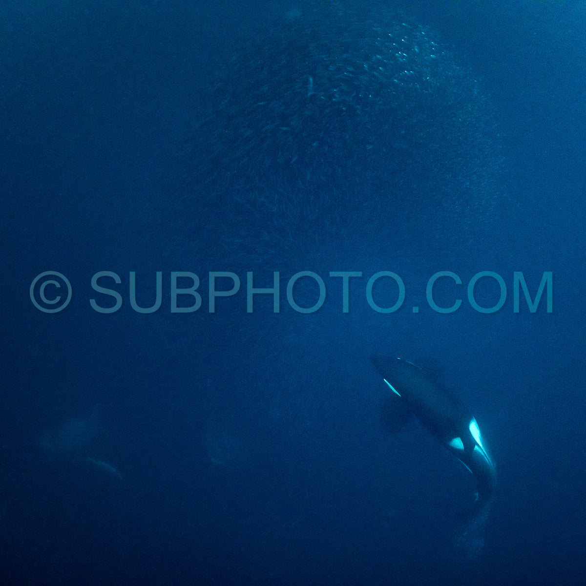 orcas or killer whales in KvÃ¦nangen fjord in Norway hunting for herrings