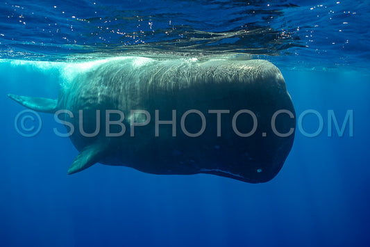 sperm whale or cachalot around the island of Mauritius