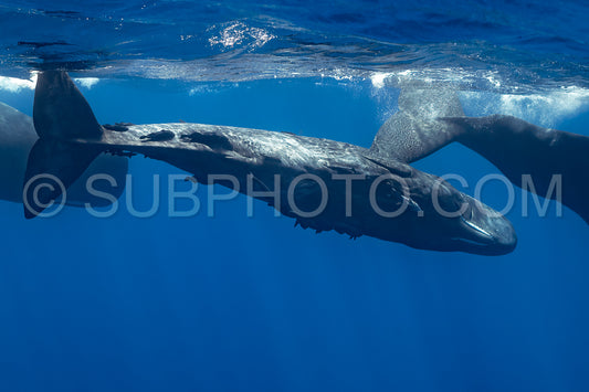 sperm whale or cachalot around the island of Mauritius
