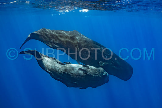 sperm whale or cachalot around the island of Mauritius