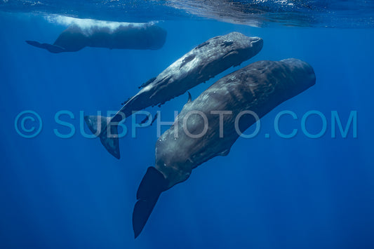 sperm whale or cachalot around the island of Mauritius