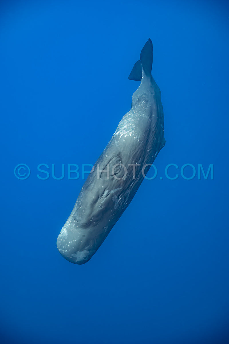 sperm whale or cachalot around the island of Mauritius