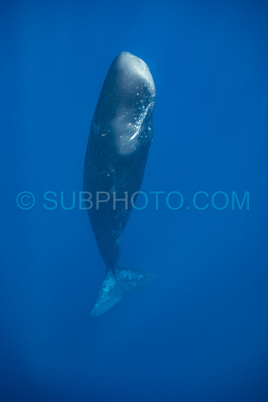 sperm whale or cachalot around the island of Mauritius