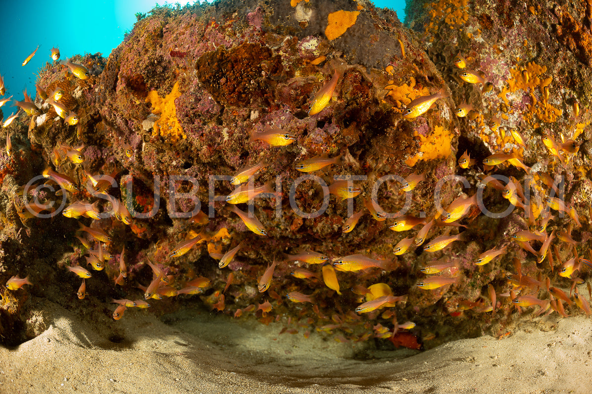 Photo de banc de poissons cardinaux jaunes