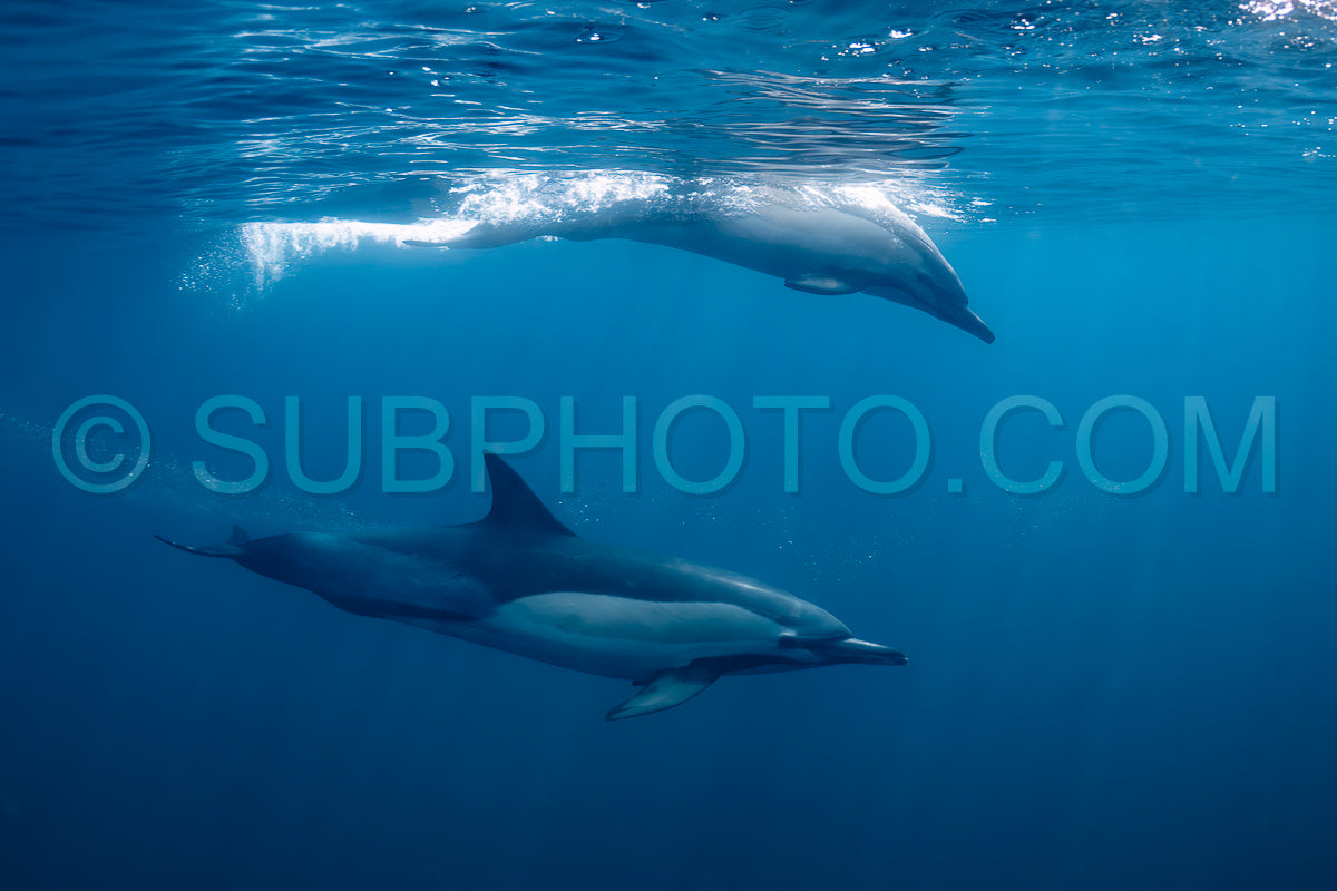 Photo de Groupe de dauphins communs (Delphinus delphis) nageant dans l'océan Atlantique près de la côte du Cap occidental en Afrique du Sud.