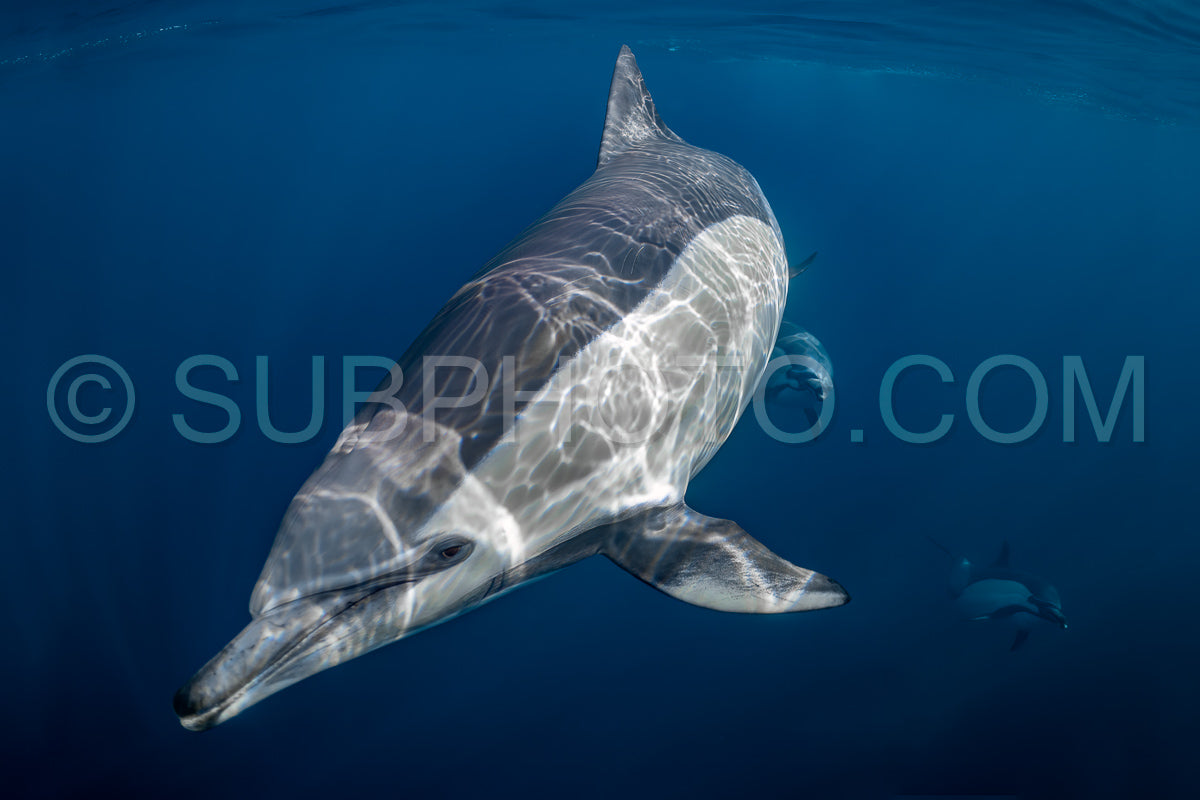 Photo de Groupe de dauphins communs (Delphinus delphis) nageant dans l'océan Atlantique près de la côte du Cap occidental en Afrique du Sud.