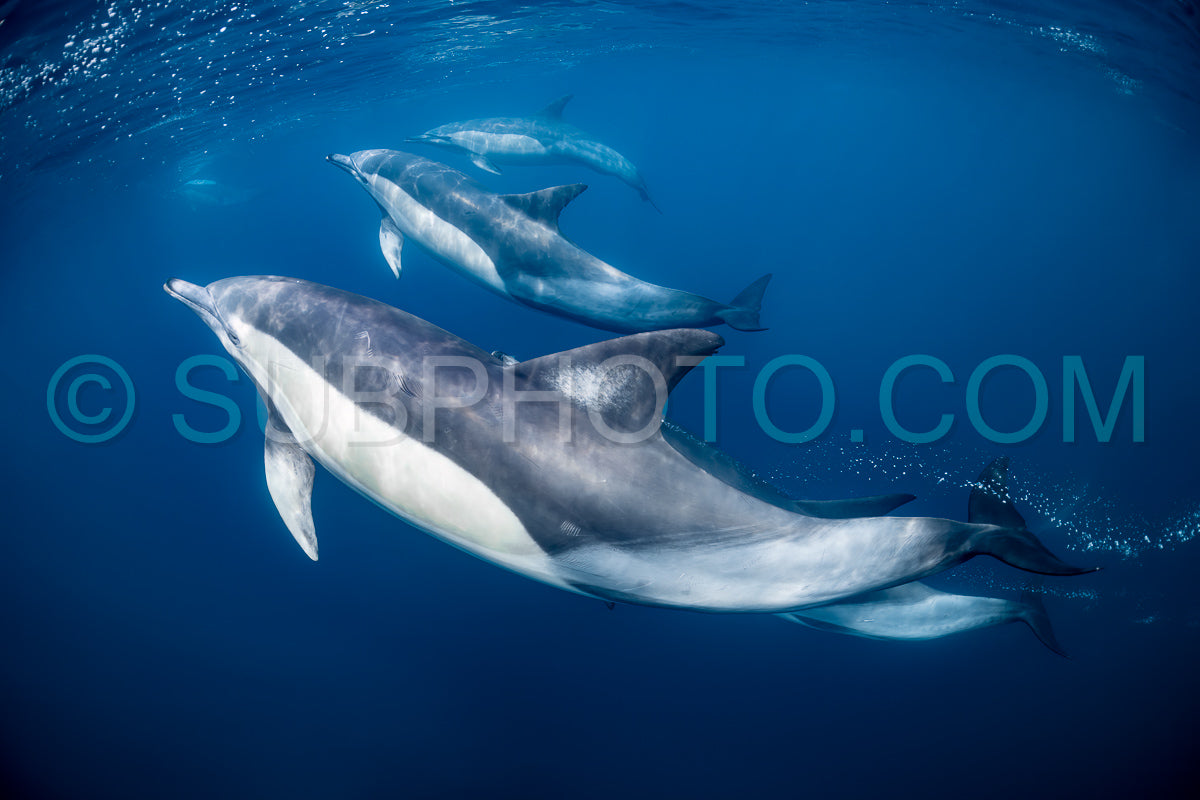 Photo de Groupe de dauphins communs (Delphinus delphis) nageant dans l'océan Atlantique près de la côte du Cap occidental en Afrique du Sud.