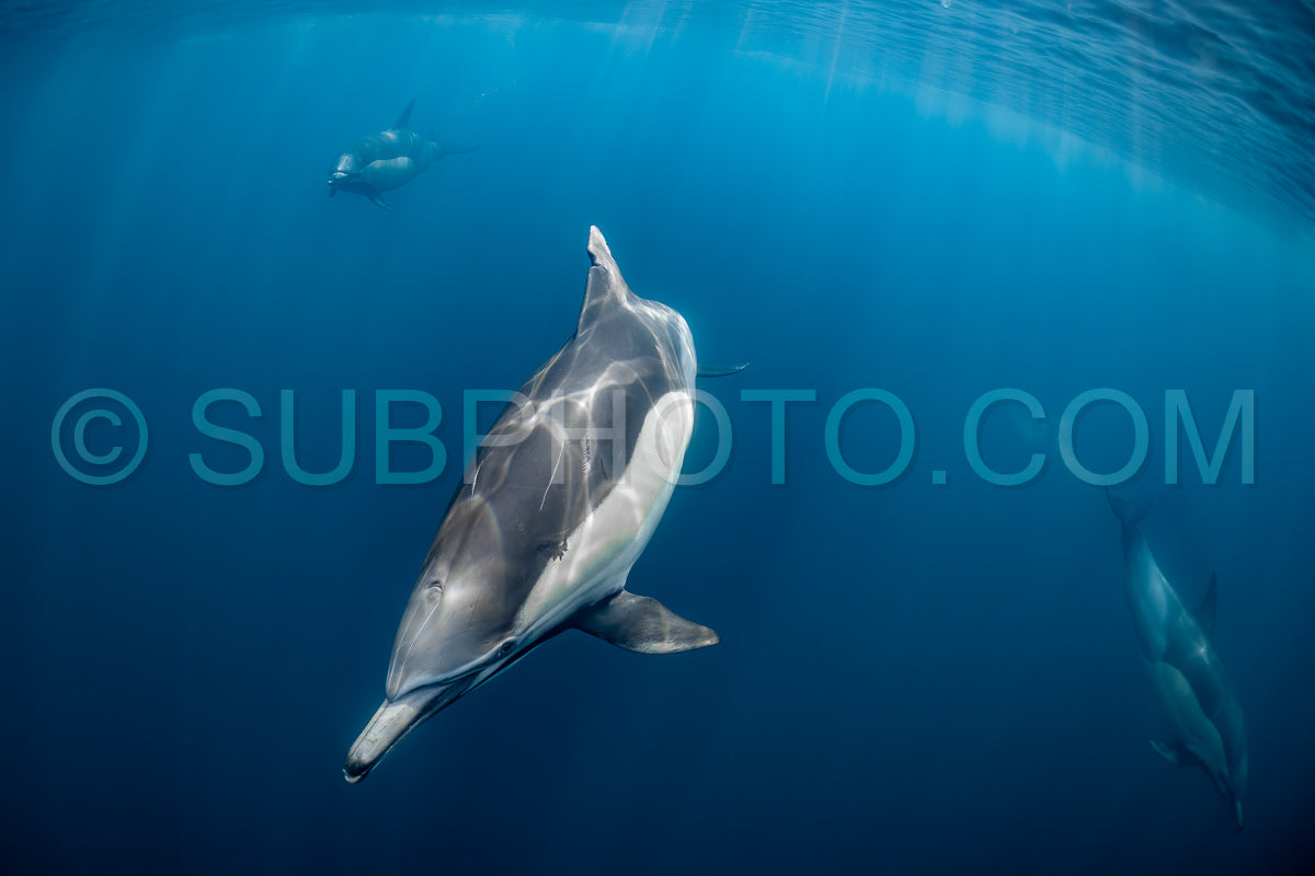 Photo de Groupe de dauphins communs (Delphinus delphis) nageant dans l'océan Atlantique près de la côte du Cap occidental en Afrique du Sud.