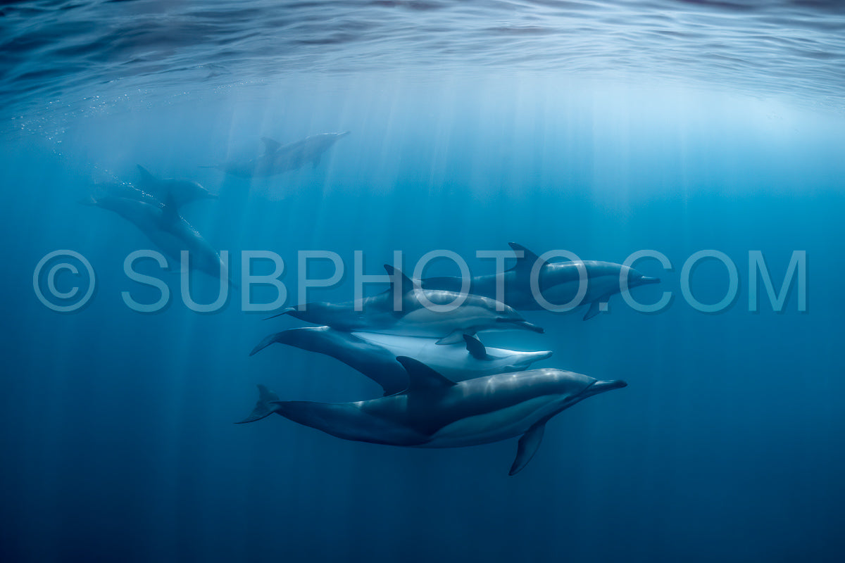 Photo de Groupe de dauphins communs (Delphinus delphis) nageant dans l'océan Atlantique près de la côte du Cap occidental en Afrique du Sud.