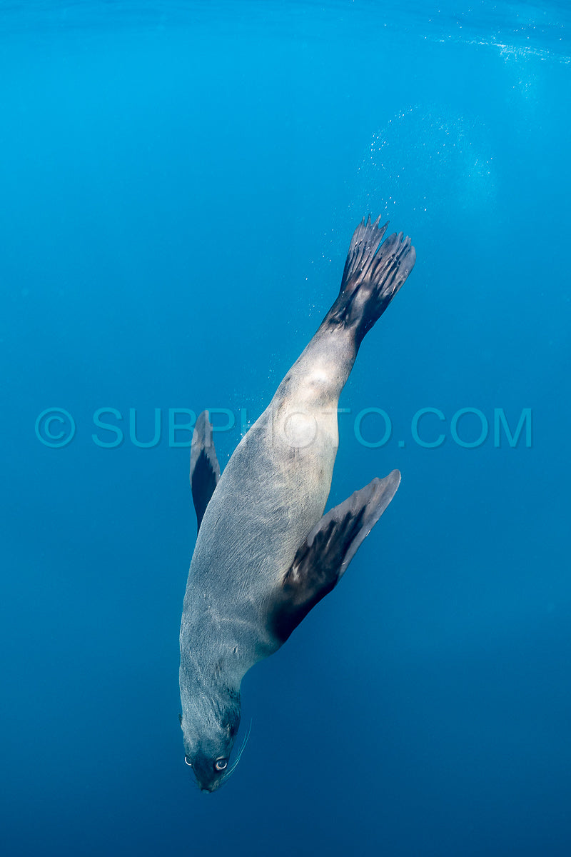 Photo de Otarie du Cap ou otarie brune jouant avec un plongeur en Afrique du Sud