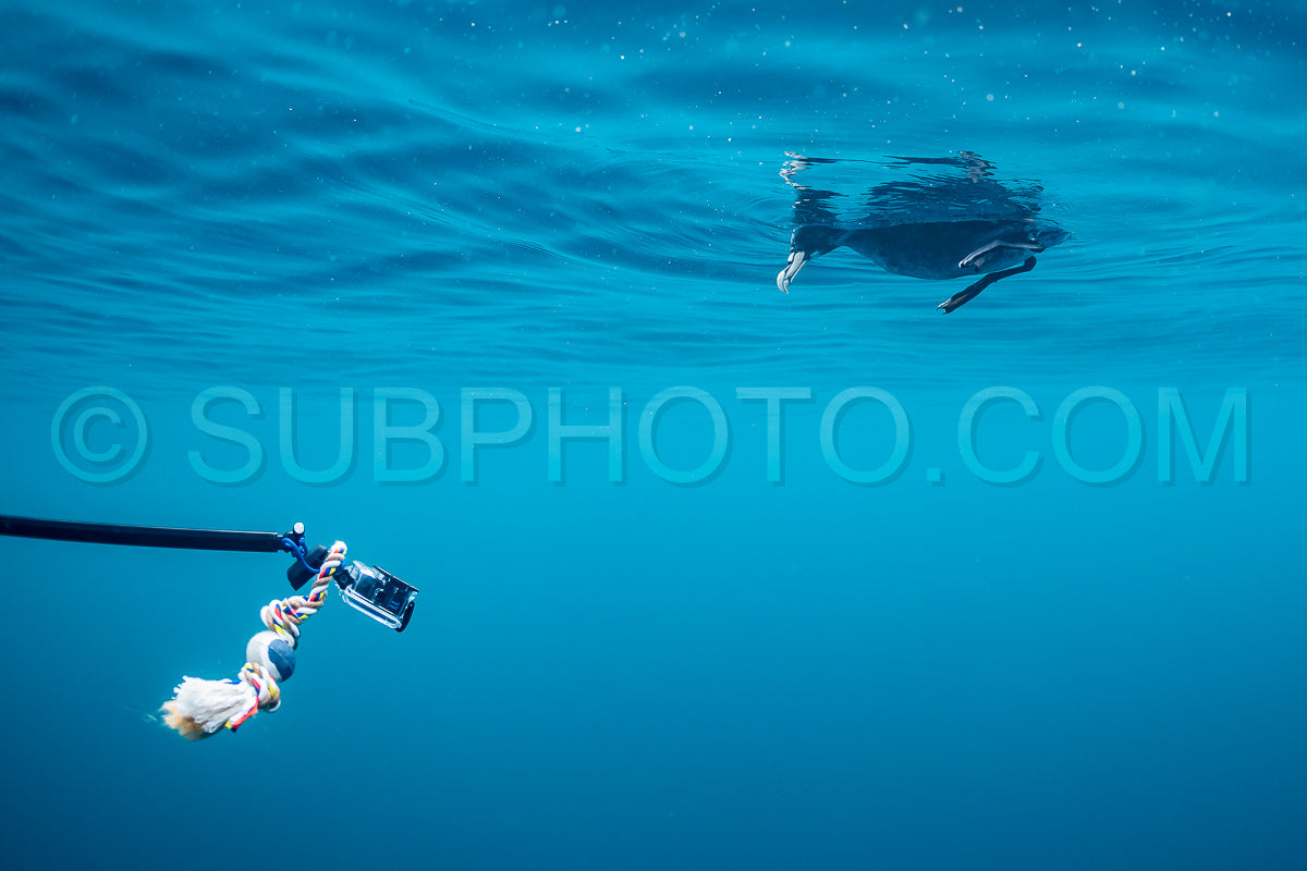 Photo de plongeur avec une gopro et un curieux pétrel à menton blanc