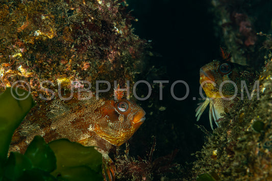 Tompot blenny