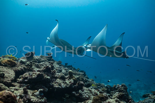 Manta ray rays flying around a cleaning station in the Maldives