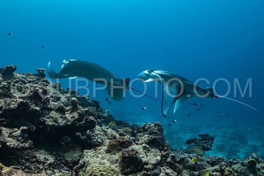 Photo de Raies manta volant autour d'une station de nettoyage aux Maldives