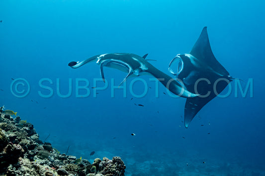 Photo de Raies manta volant autour d'une station de nettoyage aux Maldives