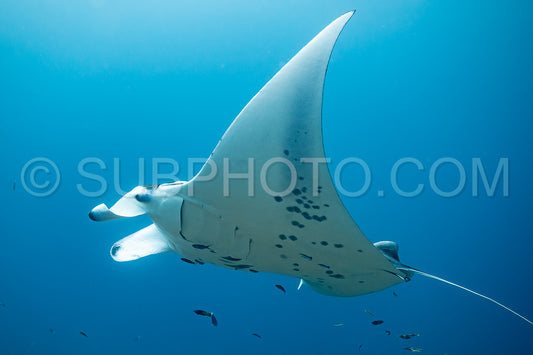 Photo de Raies manta volant autour d'une station de nettoyage aux Maldives