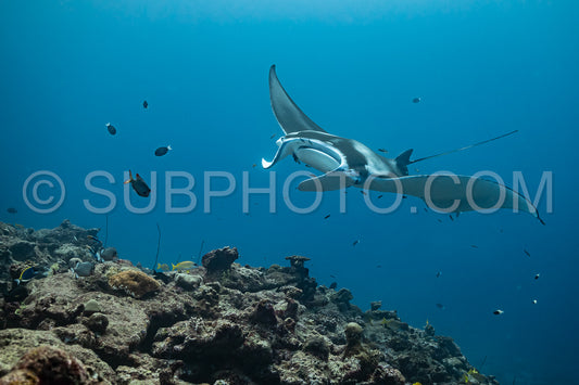 Photo de Raies manta volant autour d'une station de nettoyage aux Maldives