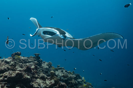 Photo de Raies manta volant autour d'une station de nettoyage aux Maldives
