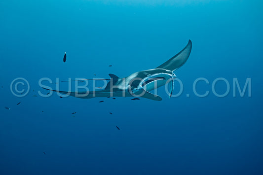 Photo de Raies manta volant autour d'une station de nettoyage aux Maldives