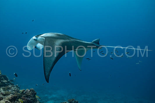 Photo de Raies manta volant autour d'une station de nettoyage aux Maldives