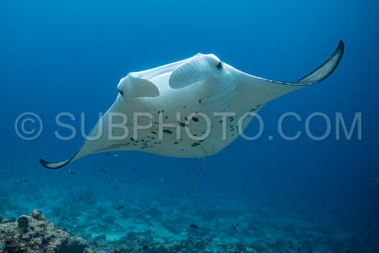 Photo de Raies manta volant autour d'une station de nettoyage aux Maldives