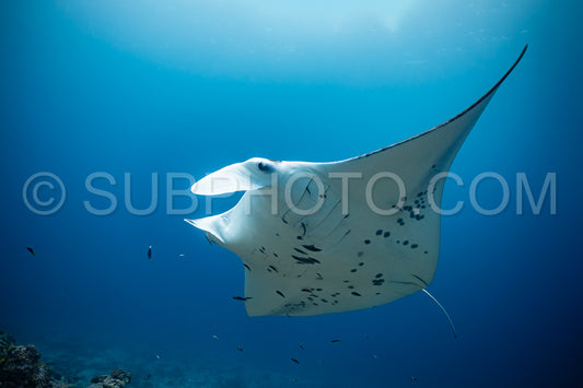 Photo de Raies manta volant autour d'une station de nettoyage aux Maldives
