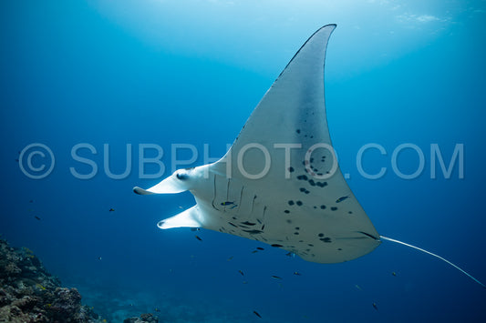 Photo de Raies manta volant autour d'une station de nettoyage aux Maldives