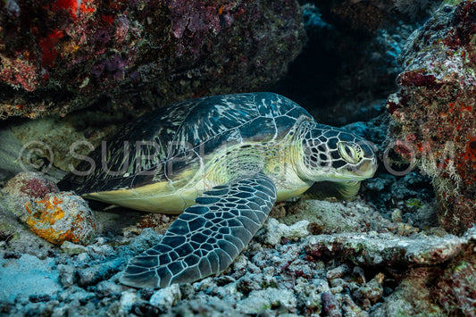 Photo de Tortue verte