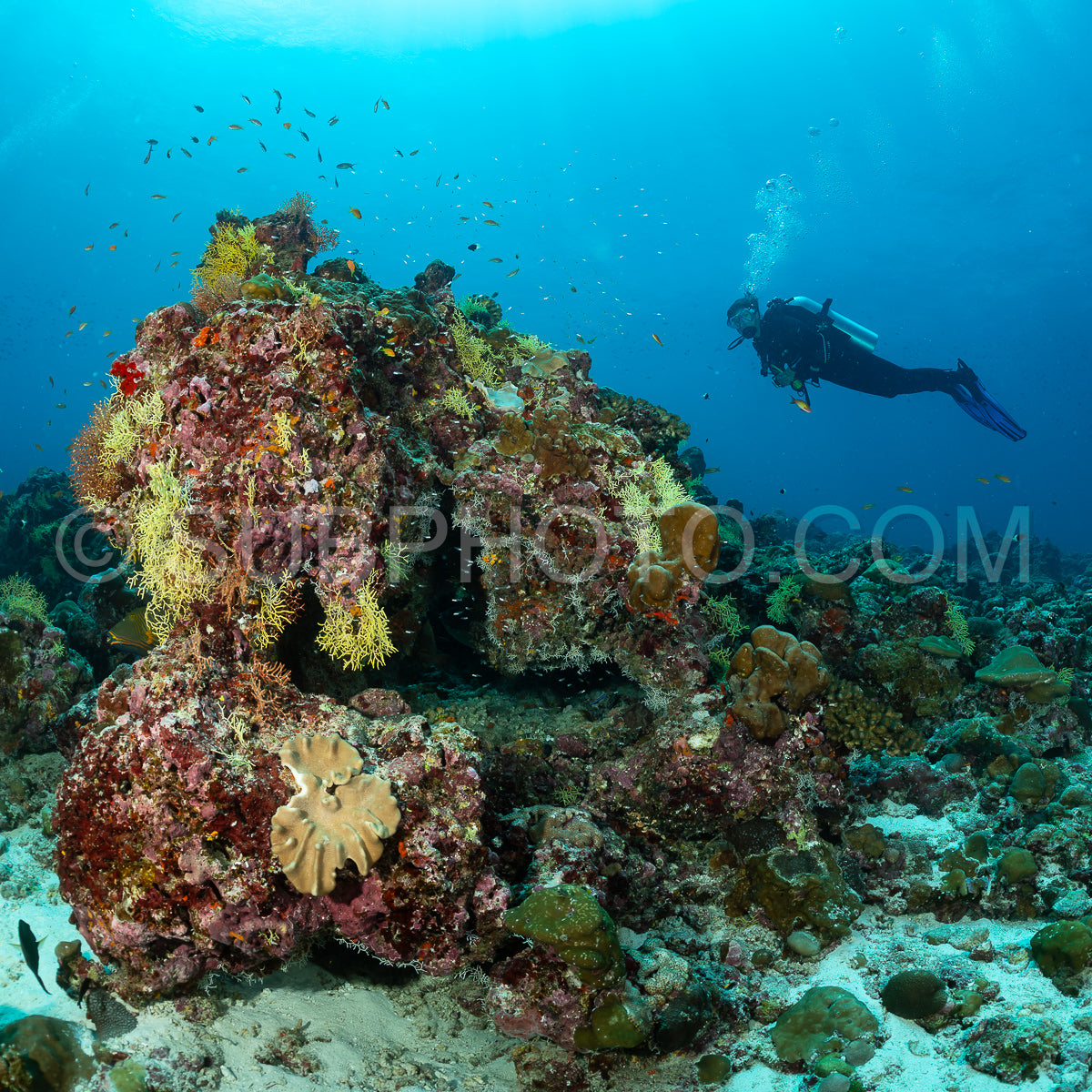 Photo de Plongeur découvrant la beauté des récifs coralliens des Maldives