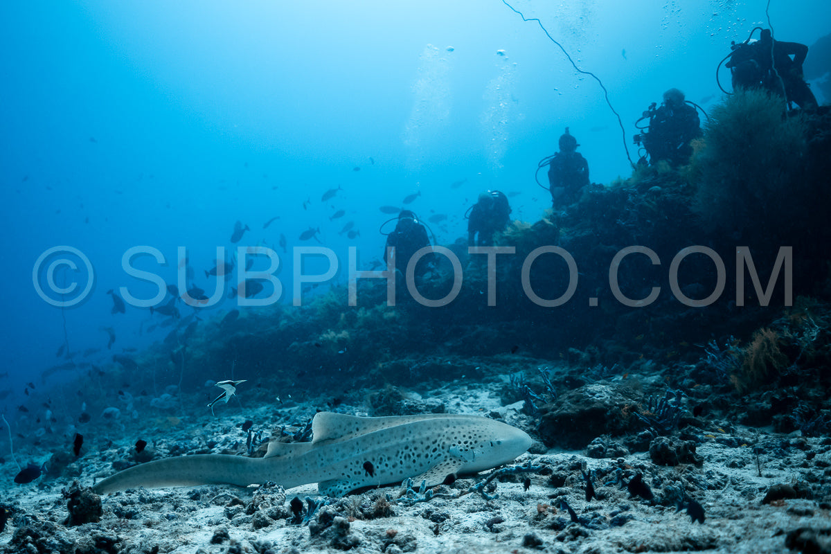 Photo de Requin zèbre aux Maldives