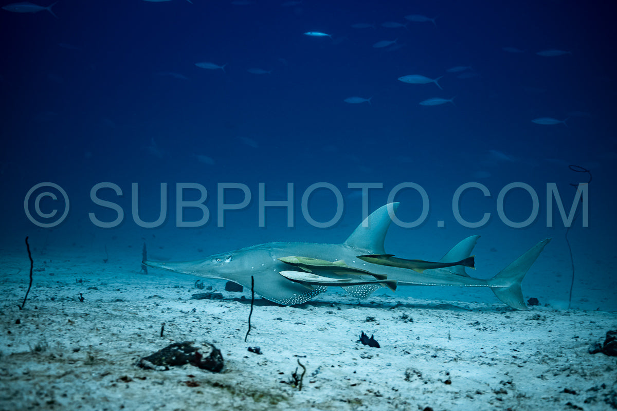 Photo de Poisson-guitare géant avec poisson-suceur remora