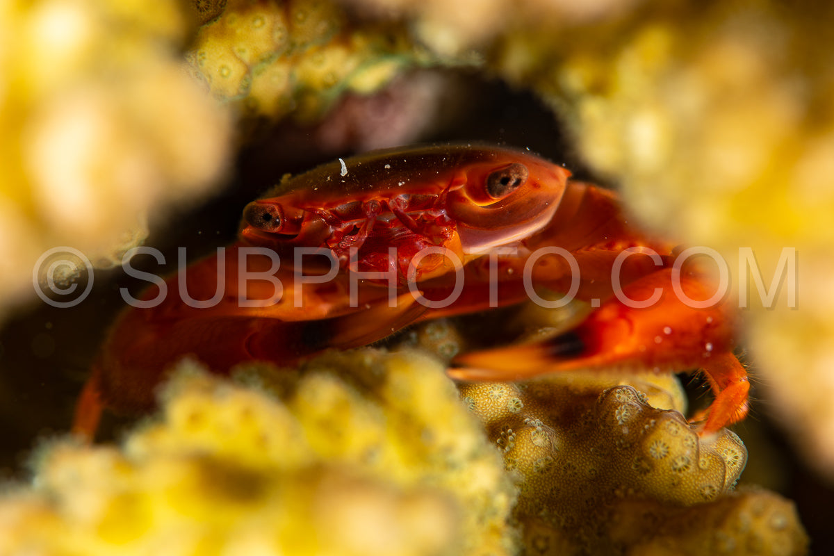 Photo de crabe garde-corail à pattes tachetées