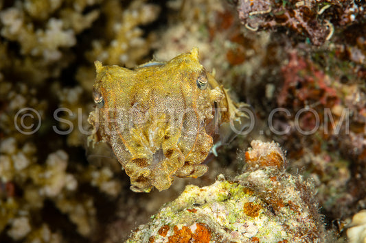 Photo de seiche juvénile