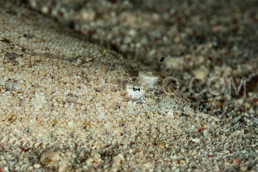 Photo de Semelle de la mer Rouge