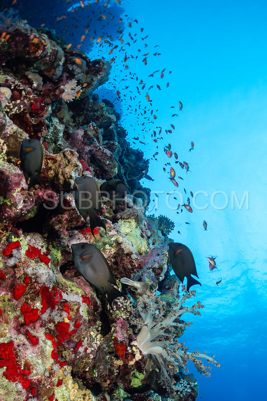 Photo de banc de poissons-chirurgiens striés ou de poissons-chirurgiens à dents rayées