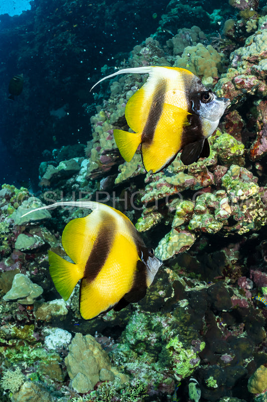 Photo de Couple de poissons-bannières de la mer Rouge