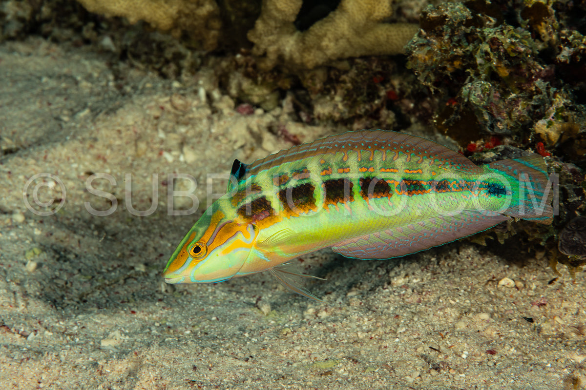 rainbow wrasse