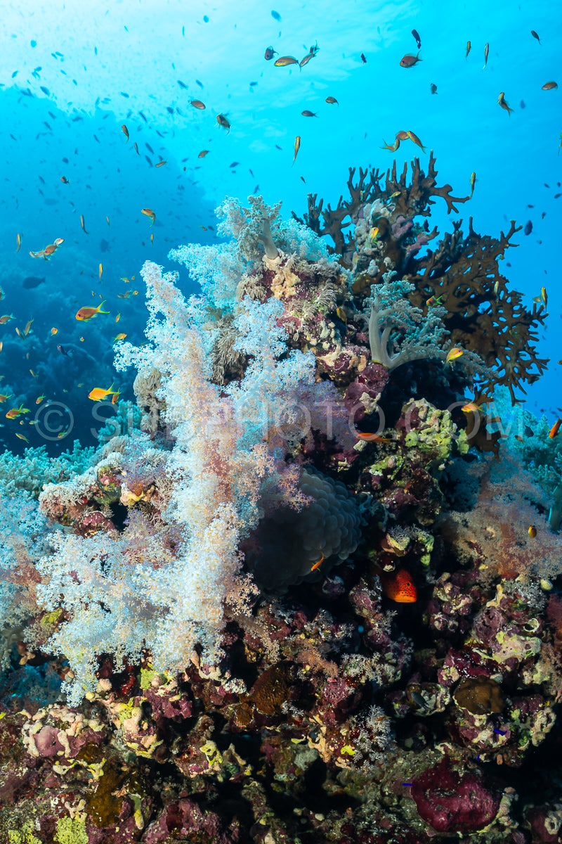 soft coral in the Red Sea