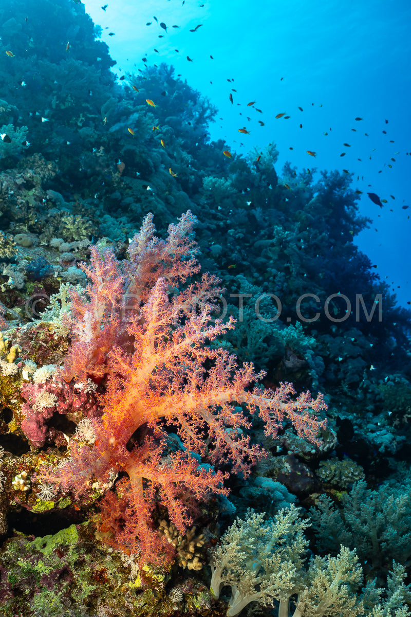soft coral in the Red Sea