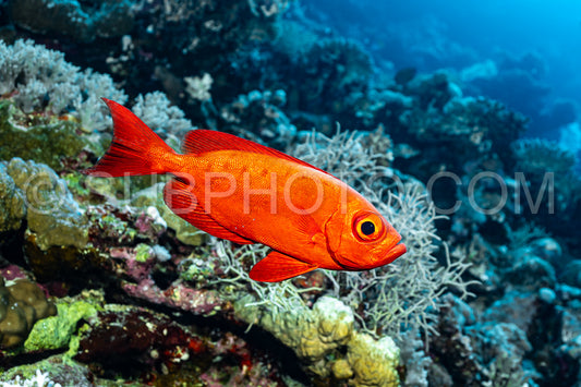 Photo de Poisson rouge à queue lunaire dans la mer Rouge