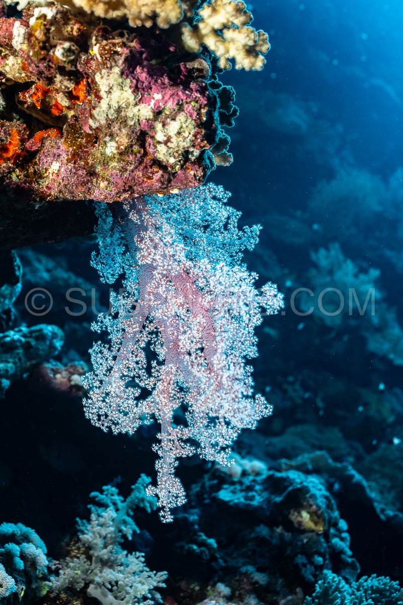 soft coral in the Red Sea