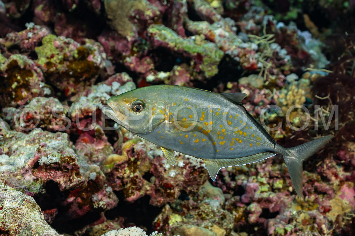 Orange-spotted trevally
